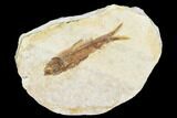 Fossil Fish (Knightia) With Floating Frame Case #106715-1